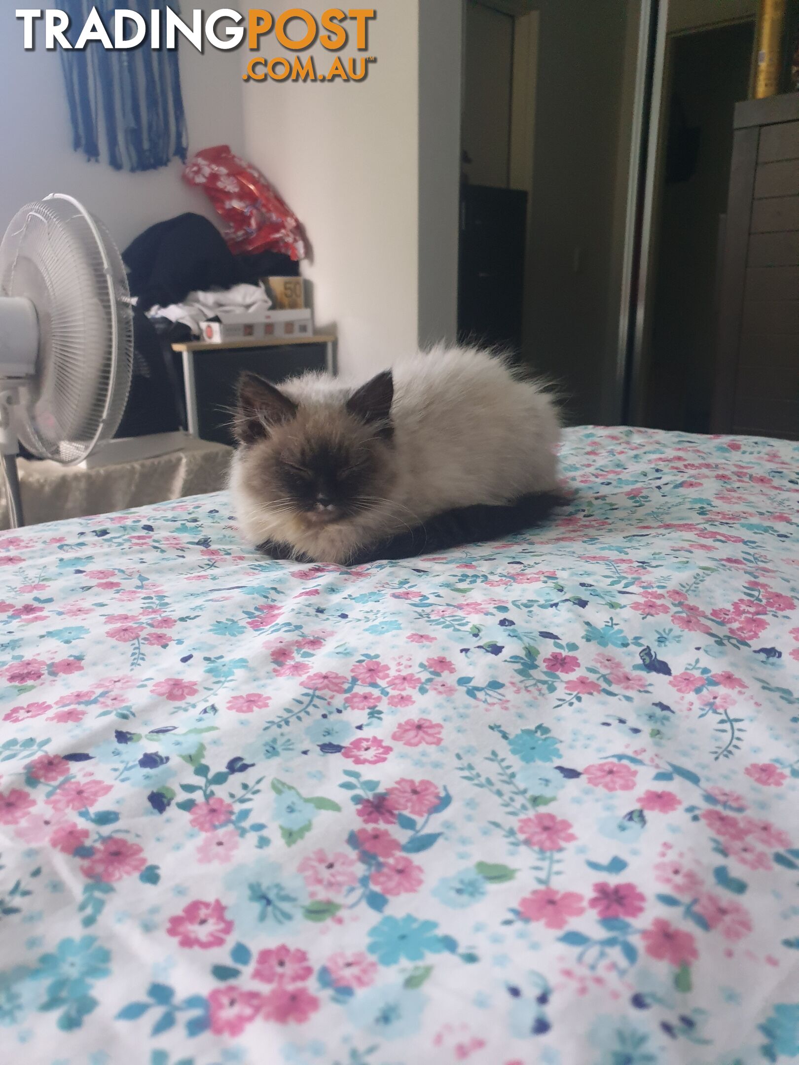 Male Ragdoll Kitten