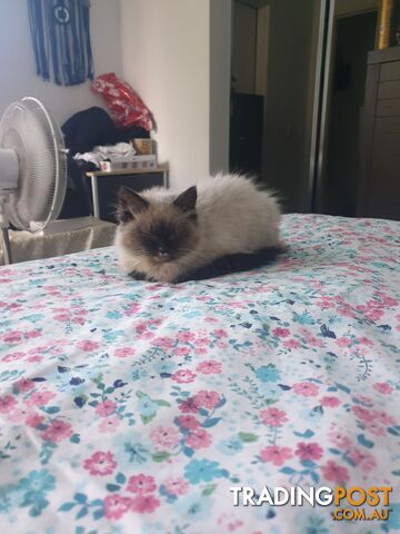 Male Ragdoll Kitten