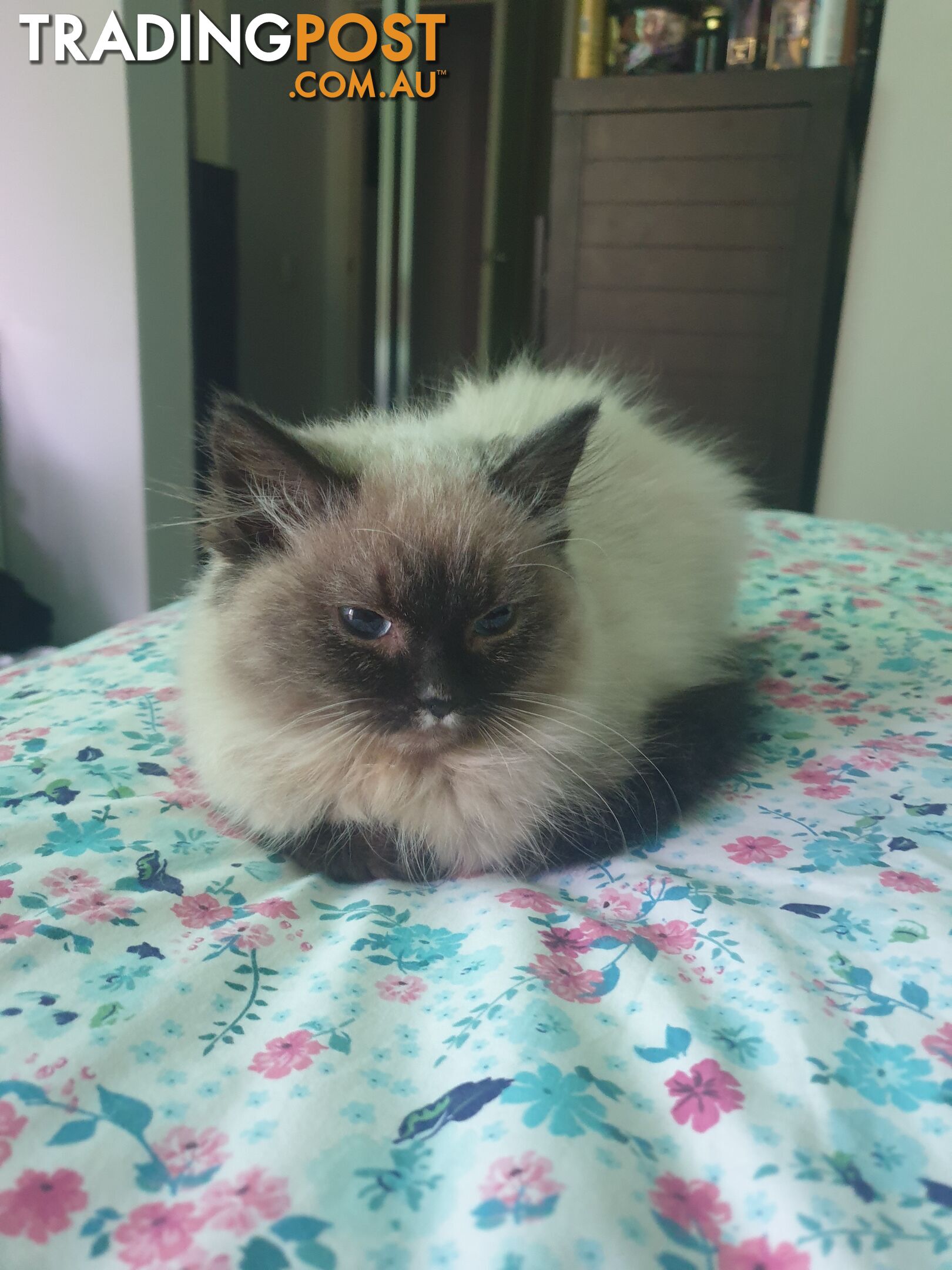 Male Ragdoll Kitten