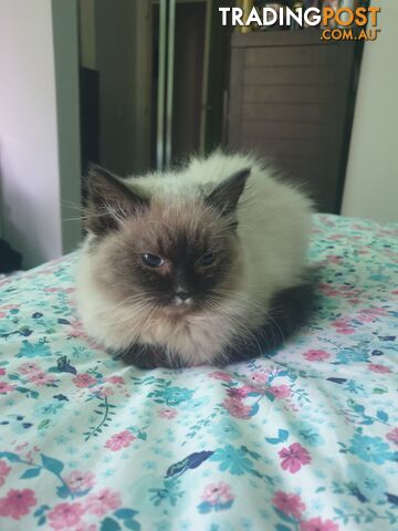 Male Ragdoll Kitten