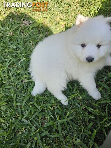 Japanese spitz puppies