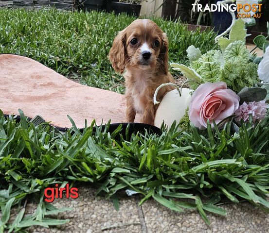 Cavoodle puppy 1st gen DNA tested parents