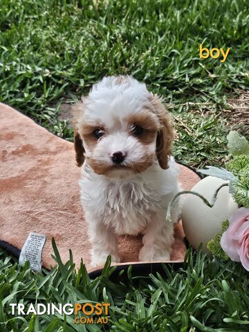 Cute Cavoodle puppy