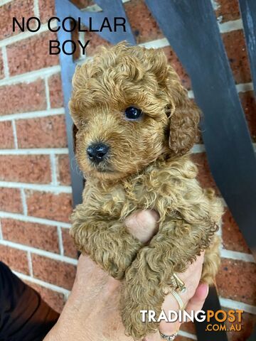 RUBY RED TOY CAVOODLES READY NOW 🎄🐶