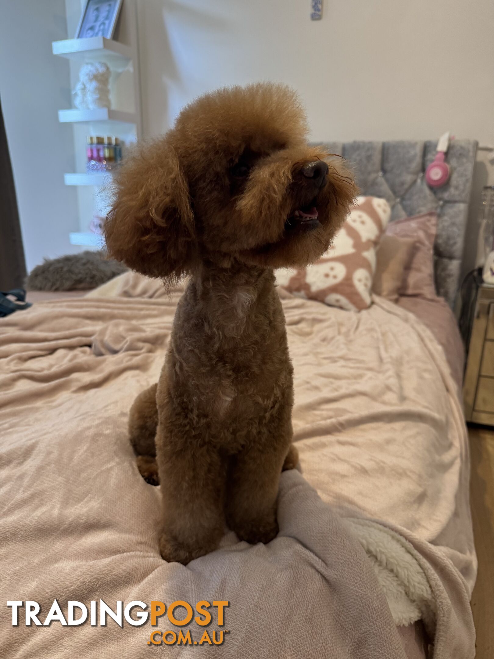 Toy poodle stud services