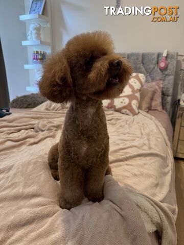 Toy poodle stud services