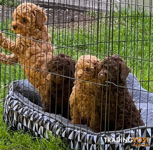 Toy poodle stud DNA/PRA CLEAR