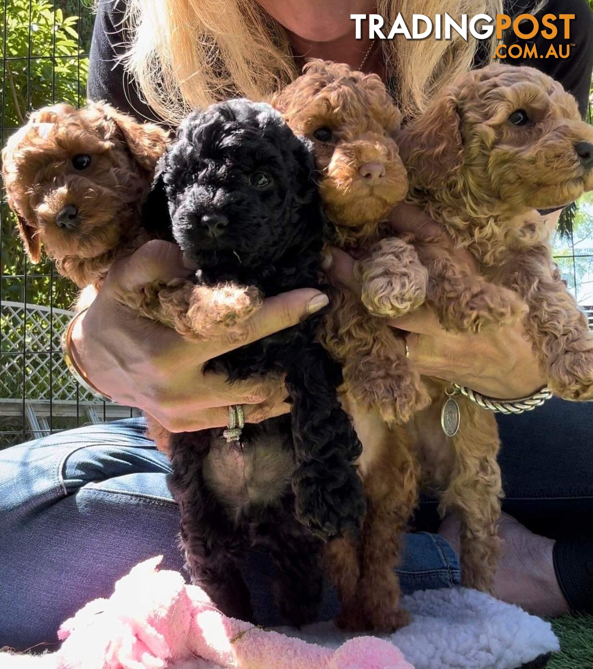 Toy poodle stud DNA/PRA CLEAR