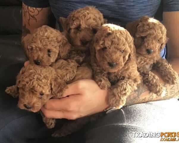 Toy poodle stud service