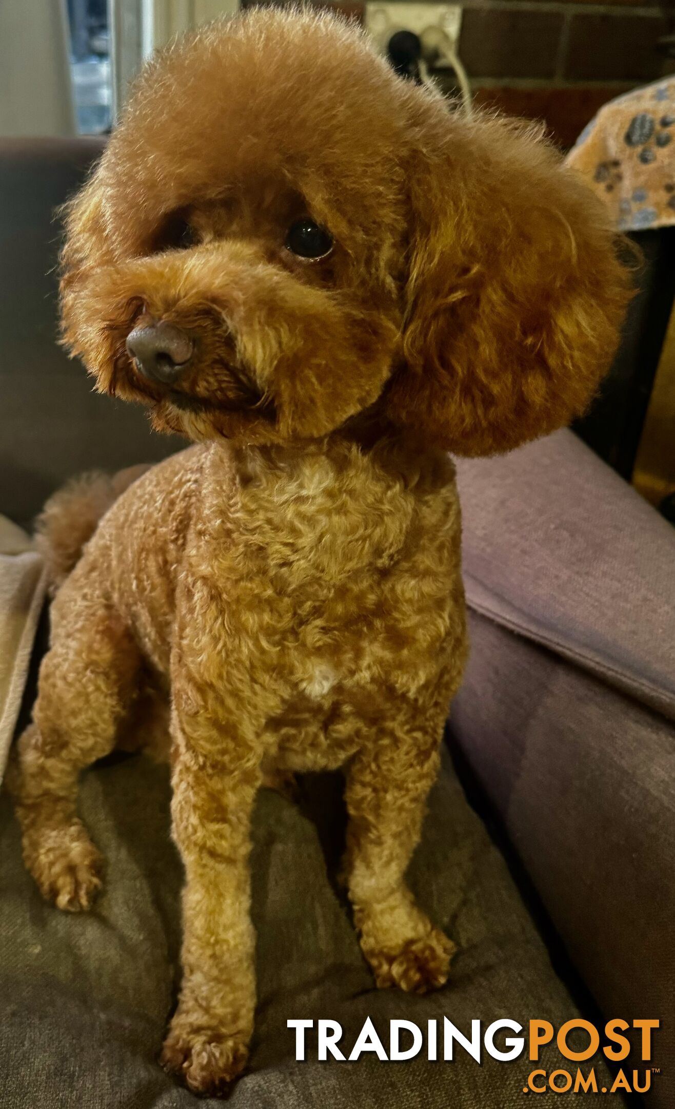 Toy poodle stud service