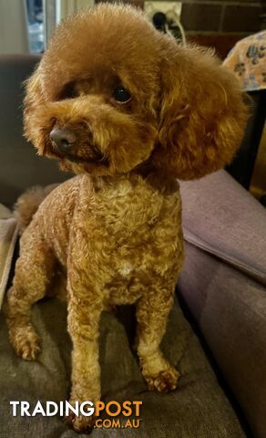 Toy poodle stud service