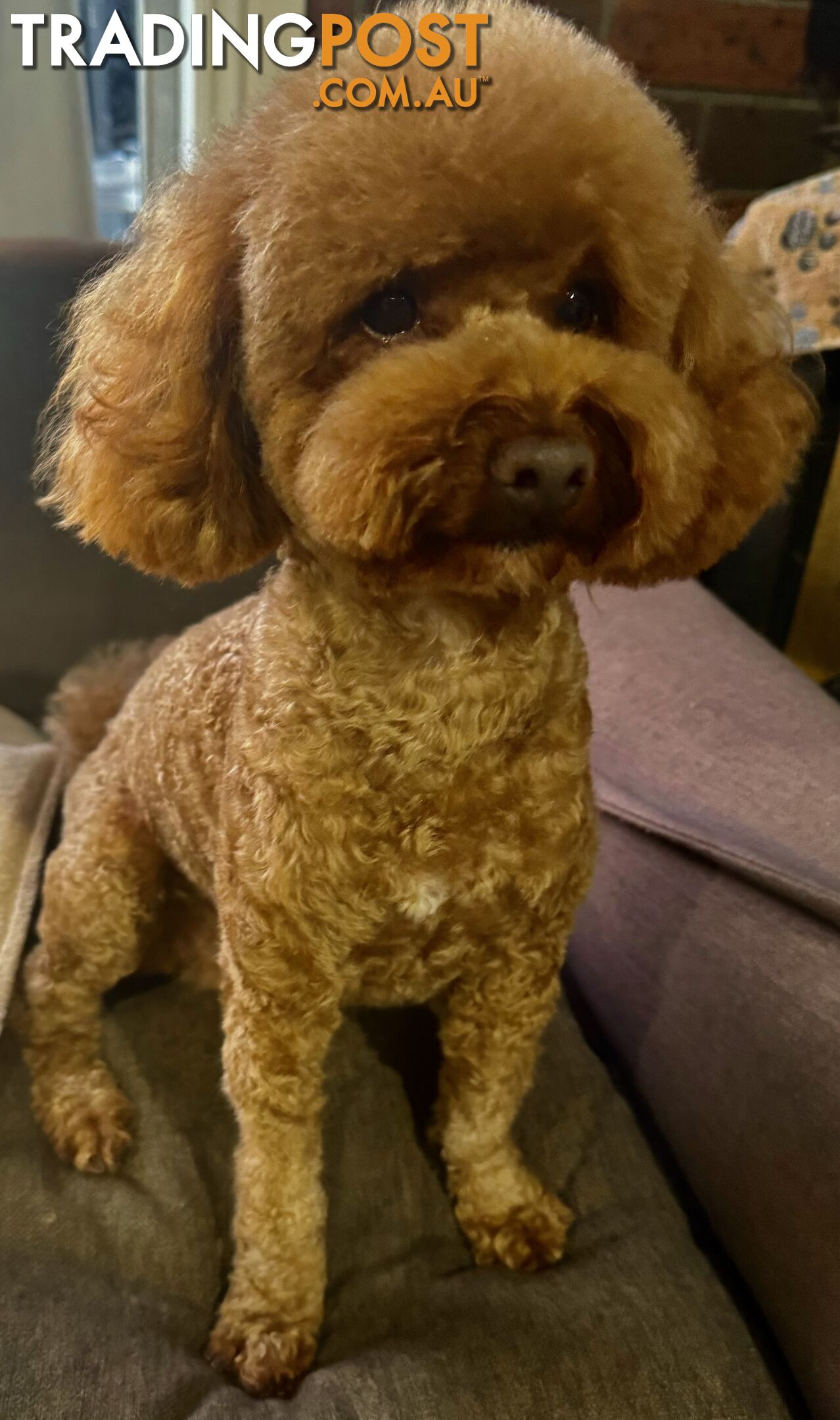 Toy poodle stud service