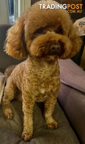 Toy poodle stud service