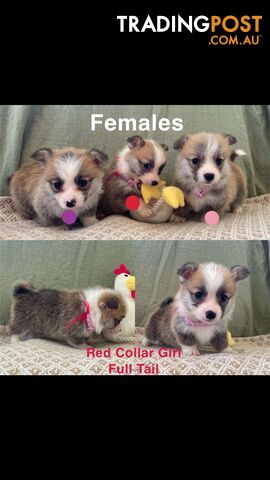 Pembroke Welsh Corgi Puppies