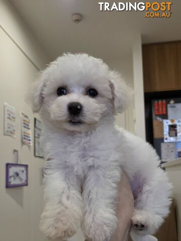 pedigreed Bichon Puppies