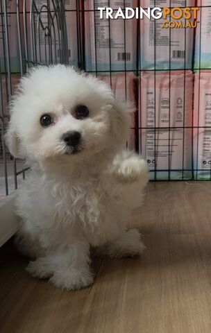 pedigreed Bichon Puppies