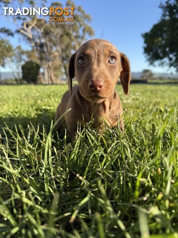 Miniature dachshund