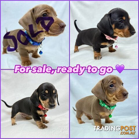 Miniature dachshund pups