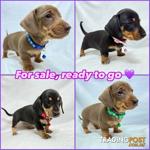 Miniature dachshund pups