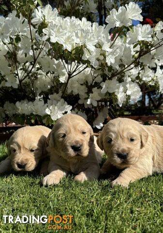 Golden Retriever