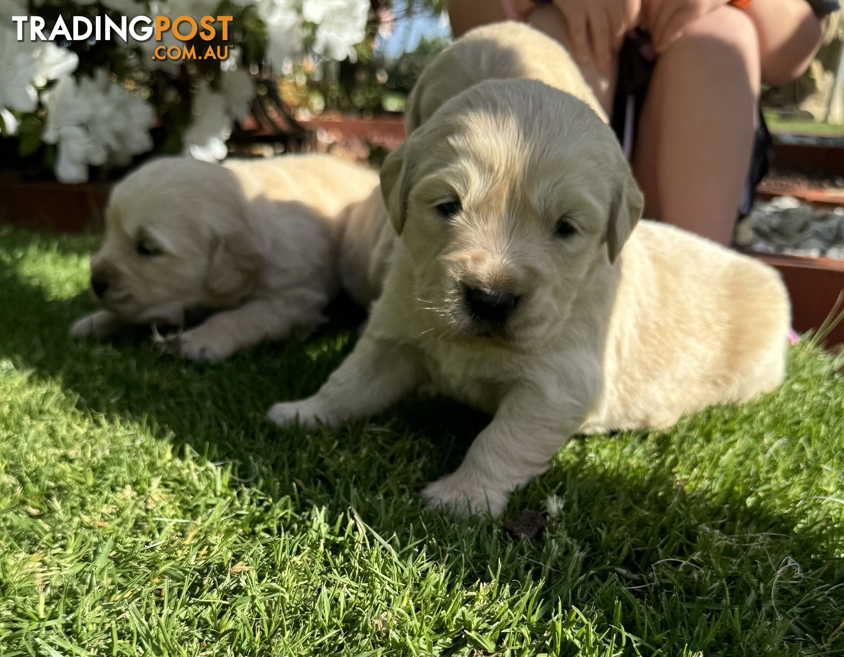 Golden Retriever