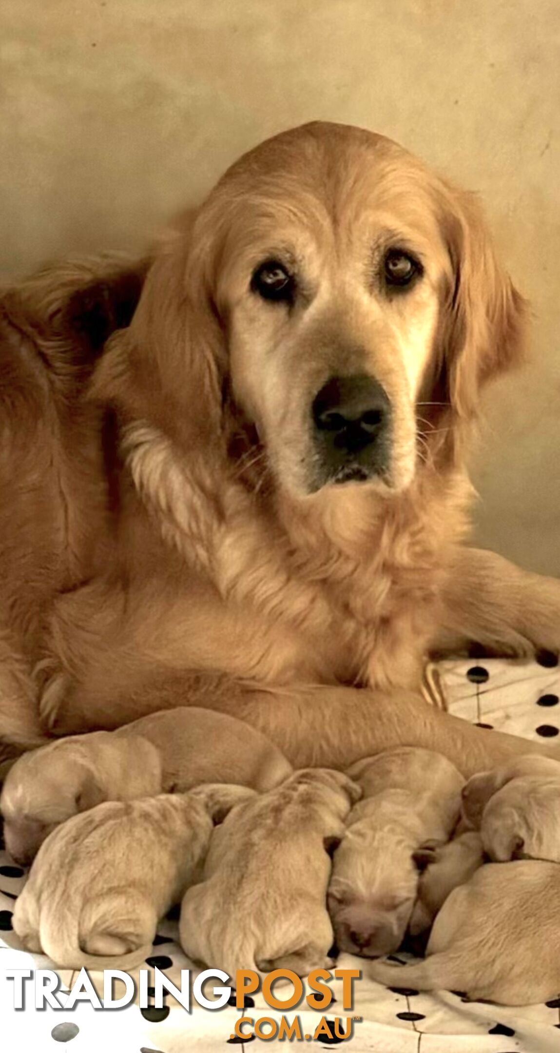 Golden Retriever