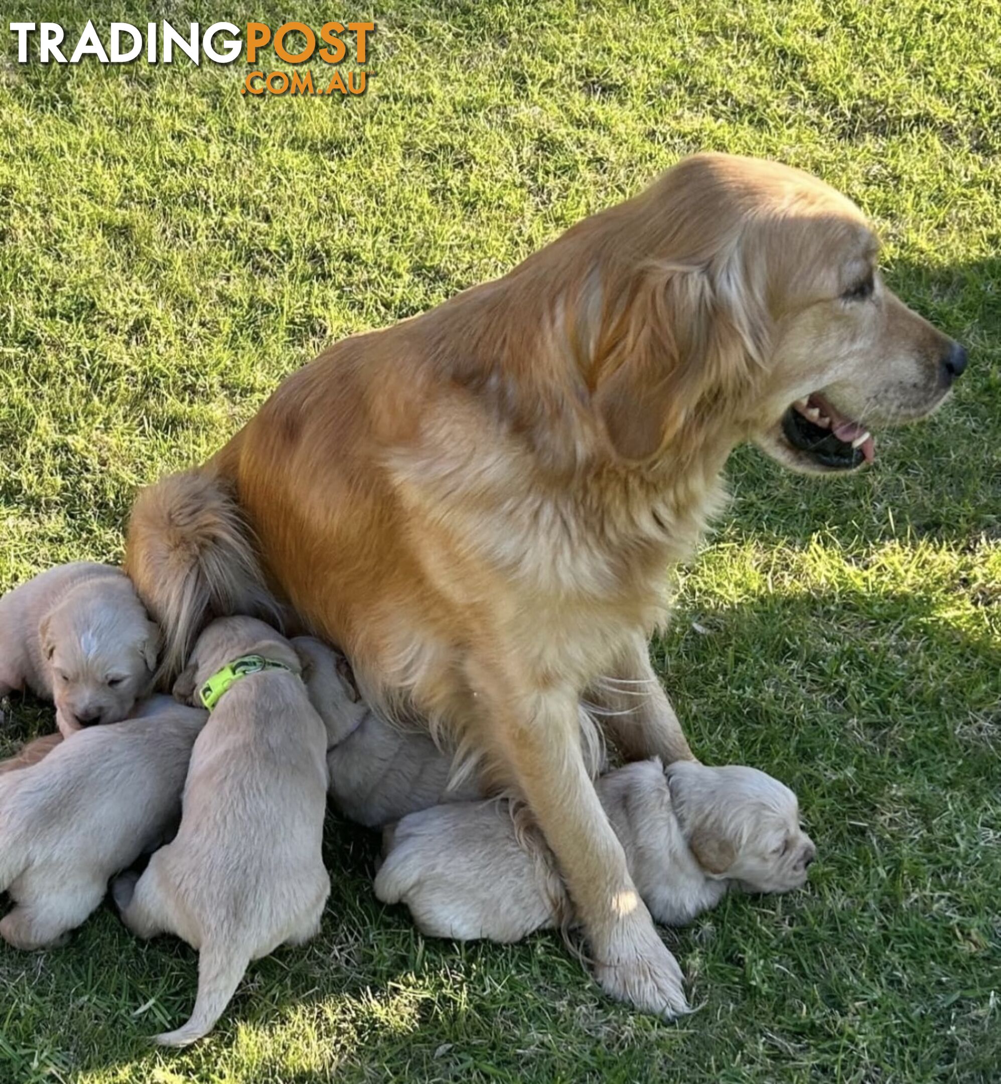 Golden Retriever