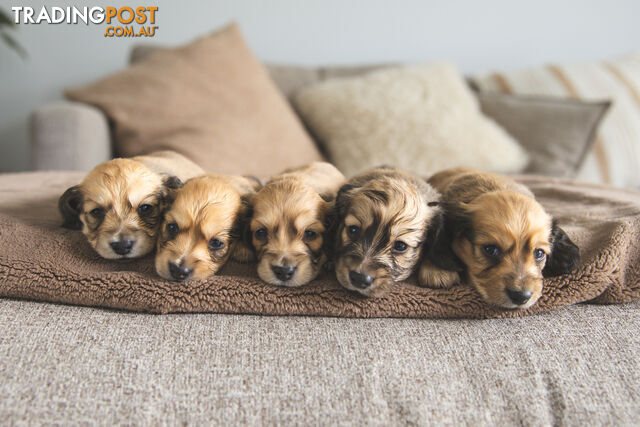 Purebred Long haired Miniature Dachshunds