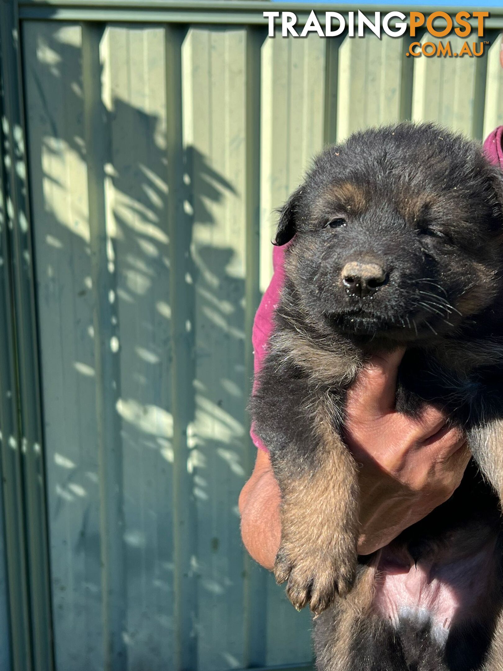 German shepherd pups cute babies for new home