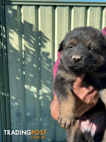 German shepherd pups cute babies for new home
