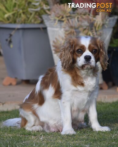 Cavoodle / Cavapoo pups for sale