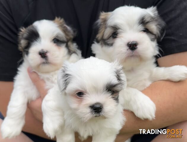 Trading post maltese store puppies