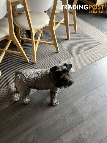 MINI SCHNAUZER- DESEXED