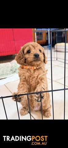 Adorable Cavoodle Puppies Raised With Love