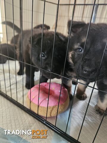 Pure German shepherd pups