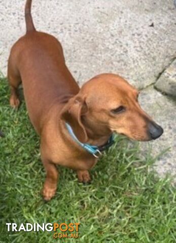 Red Miniature Dachshund