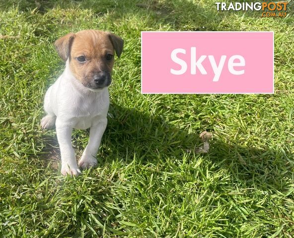 4 x Beautiful Jack Russell Puppies for sale