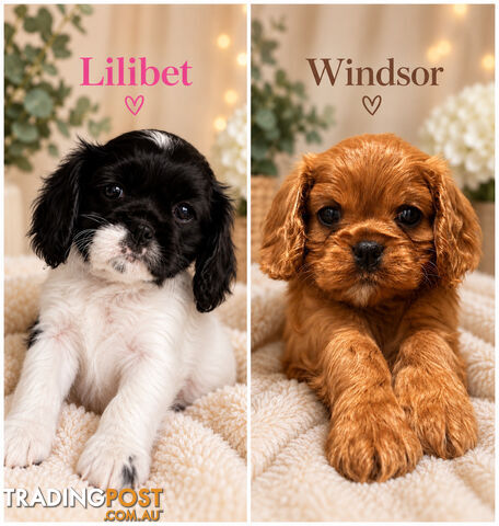 Cavalier King Charles Spaniel Puppies - 1 female and 1 male available, ready...