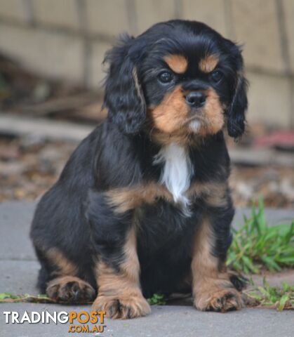 Cavalier King Charles Spaniel Registered Dogs Vic Puppies