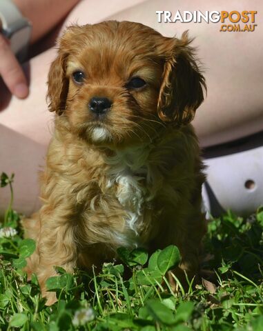 Cavalier King Charles Spaniel Registered Dogs Vic Puppies