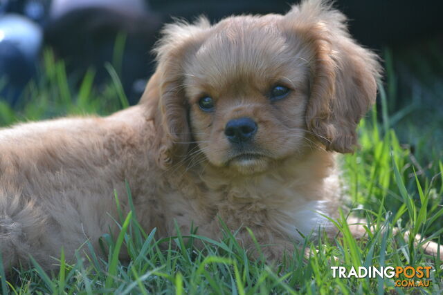 Ruby Cavalier King Charles Spaniel Puppies