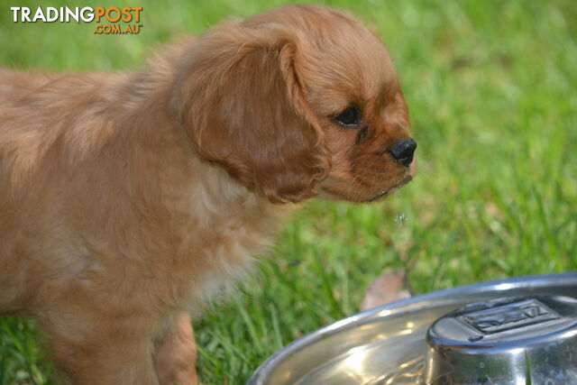 Ruby Cavalier King Charles Spaniel Puppies