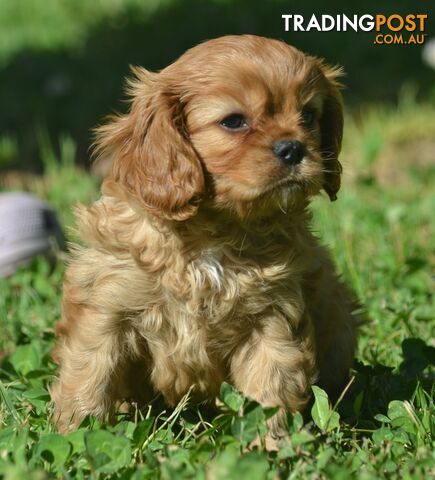 Cavalier King Charles Spaniel Registered Dogs Vic Puppies