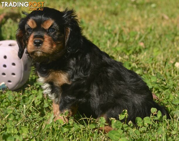 Cavalier King Charles Spaniel Registered Dogs Vic Puppies