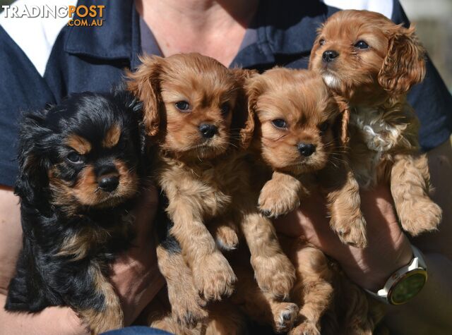 Cavalier King Charles Spaniel Registered Dogs Vic Puppies