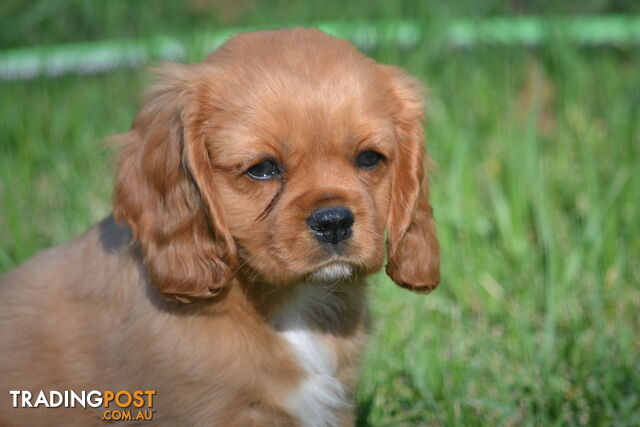 Ruby Cavalier King Charles Spaniel Puppies