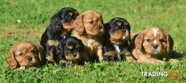 Cavalier King Charles Spaniel Registered Dogs Vic Puppies