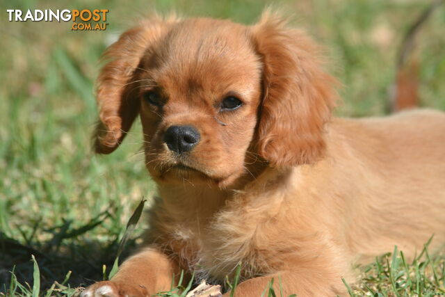 Ruby Cavalier King Charles Spaniel Puppies