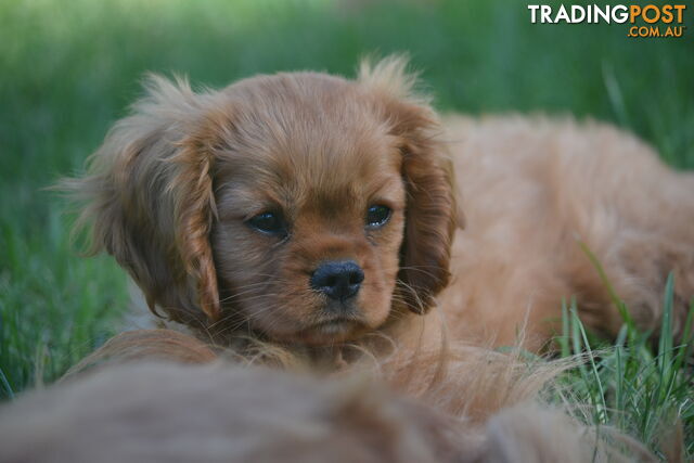 Ruby Cavalier King Charles Spaniel Puppies