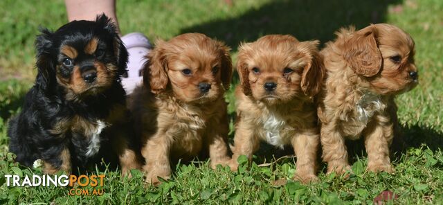 Cavalier King Charles Spaniel Registered Dogs Vic Puppies